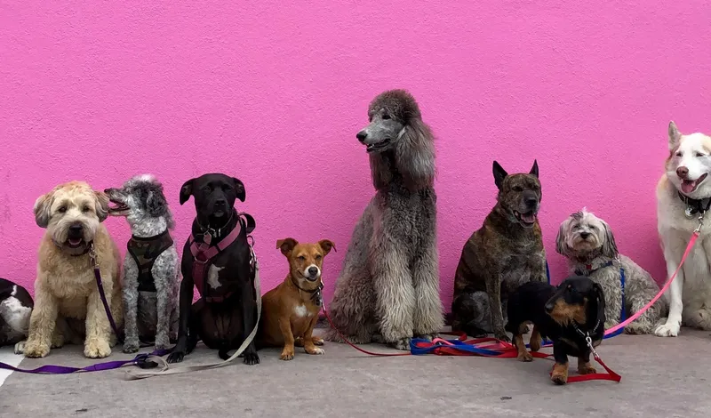 Dog naming guide - Choose the perfect name for your dog