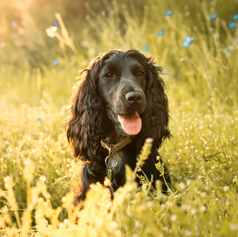 Field Spaniel dog breed