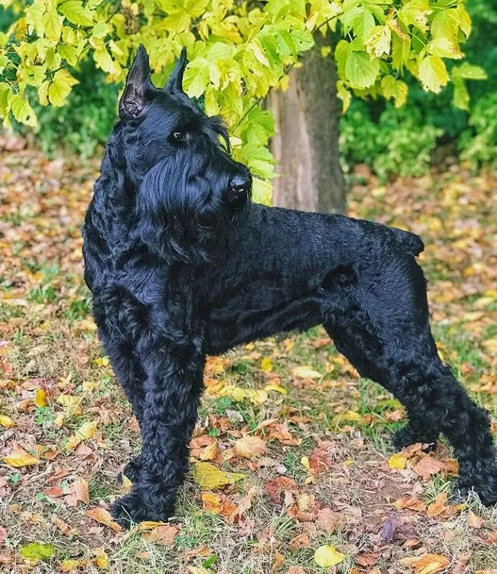 Giant Schnauzer dog breed