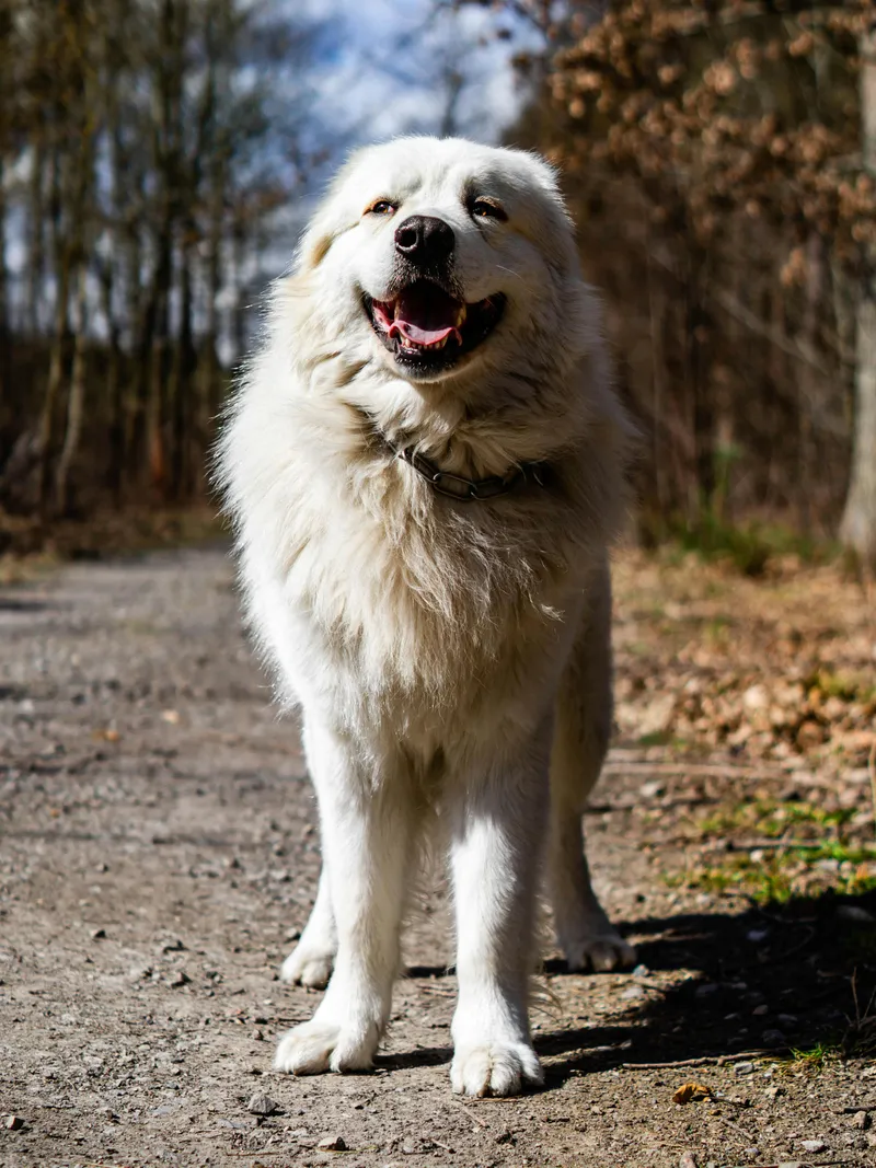 Great Pyrenees dog breed