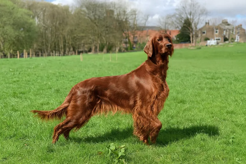 Irish Setter dog breed