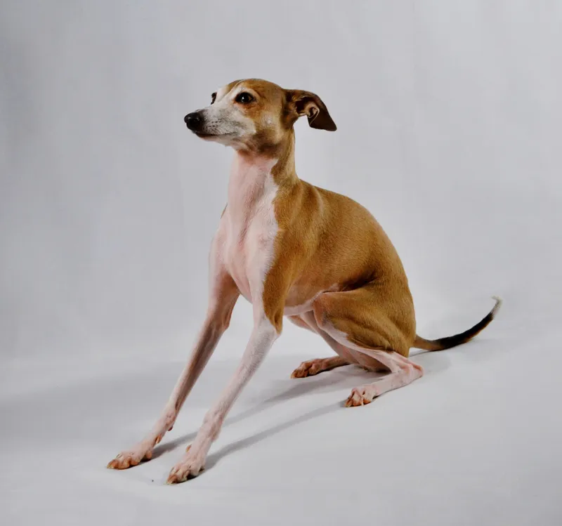 Italian Greyhound dog breed