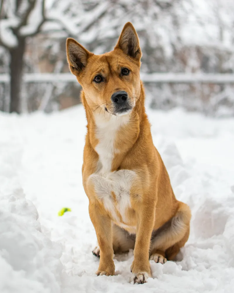 Jindo dog breed