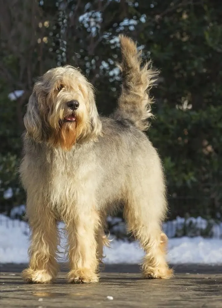 Otterhound dog breed
