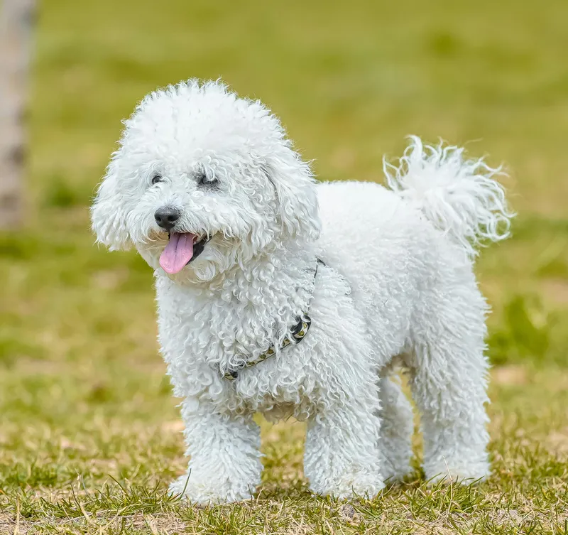 Poodle (Miniature) dog breed