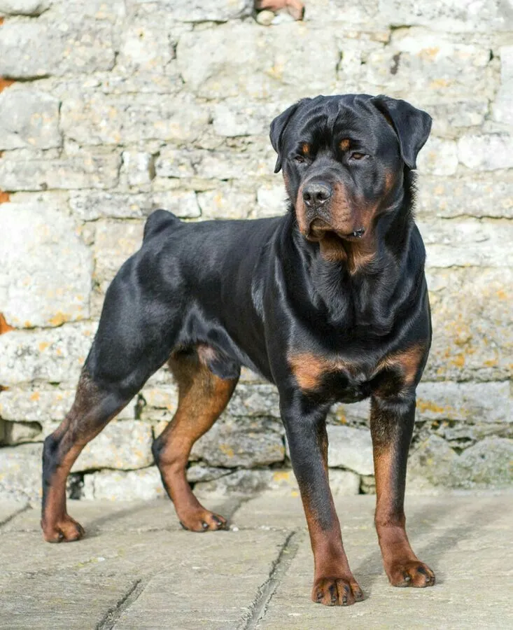 Rottweiler dog breed