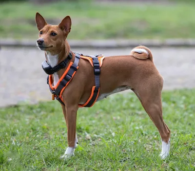 Basenji