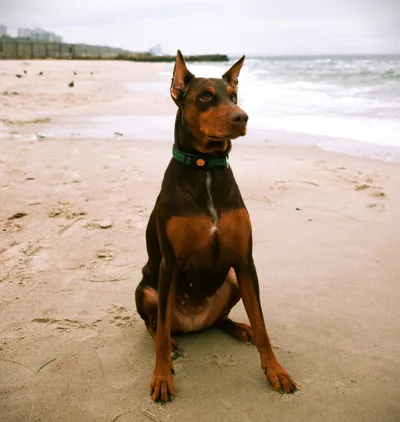 Doberman Pinscher