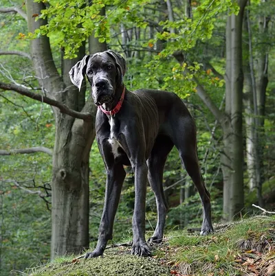 Great Dane