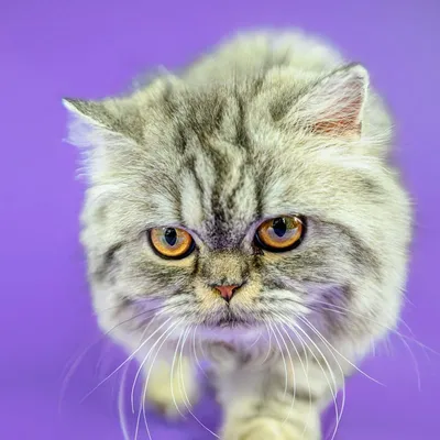 Grey Persian cat with amber eyes against a purple background