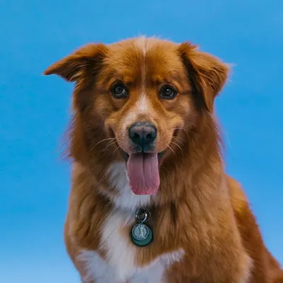 Brown dog with its tongue out against a blue background